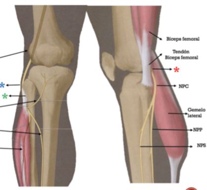 Anatom a Del Nervio Peroneo Com n Nervio Fibular Com n E Anatomy
